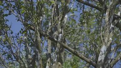 普洱茶茶树树王猫耳朵茶叶唯美绿色空境视频的预览图